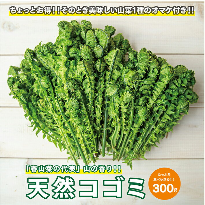 【ふるさと納税】天然こごみ 約300g おまけの山菜1種付き 冷蔵便 2022年4月中旬頃から順次発送 ※着日指定・離島への発送不可 コゴミ クサソテツ 東北 山形県 遊佐町 庄内 野菜 天ぷら おひたし 自然 採れたて