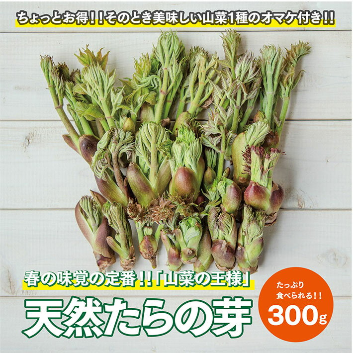 【ふるさと納税】天然たらの芽 約300g おまけの山菜1種付き 3月下旬～4月下旬頃お届け 冷蔵便 ※着日指定・離島発送不可 タラの芽 東北 山形県 遊佐町 庄内 野菜 天ぷら 自然 採れたて 春 旬 山菜