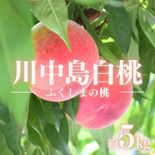 【ふるさと納税】No.1513福島のもも「川中島白桃」約5kg【2025年発送】