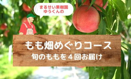 No.2365まるせい果樹園 【定期便4回】ゆうくんのもも畑めぐりコース【2024年発送】