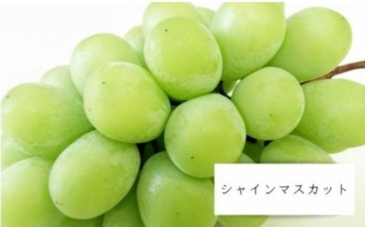【ふるさと納税】No.1710シャインマスカット 約1.5kg (2〜3房)【2025年発送】