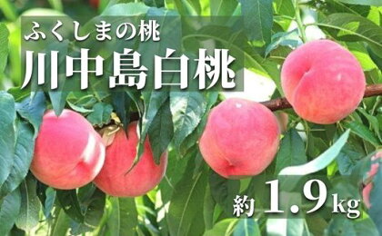 No.2353ふくしまの桃「光センサー選別川中島白桃」約1.5kg【2024年発送】