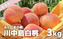 【ふるさと納税】【先行予約】No.0879 もも 川中島白桃