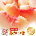 【ふるさと納税】No.2434もも「あかつき」特秀品約1kg【2026年発送】