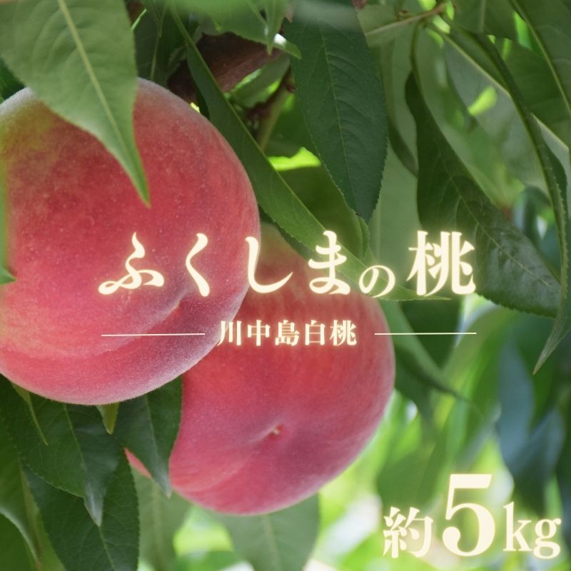 【ふるさと納税】No.1691もも 川中島白桃 約5kg 【2025年発送】