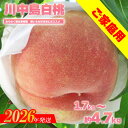 【ふるさと納税】もも「川中島白桃」ご家庭用 約4.7kg 約2.7kg【2026年発送 先行予約】