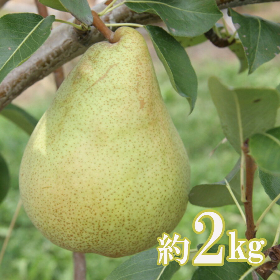 【ふるさと納税】【先行予約】No.0933ラ・フランス 2kg (7玉〜10玉)