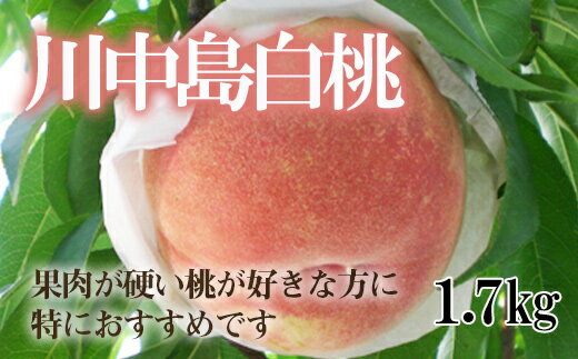 No.2347もも「川中島白桃」贈答用1.7kg[2024年発送]