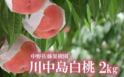 【ふるさと納税】No.2212 もも「川中島白桃」約2kg【2025年発送】