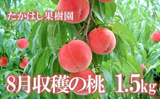 【ふるさと納税】No.1905たかはし果樹園の桃　8月収穫約1.5kg【2024年発送】