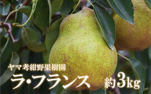 【ふるさと納税】No.2232ヤマ考紺野果樹園 ラフランス約3kg【2025年発送】