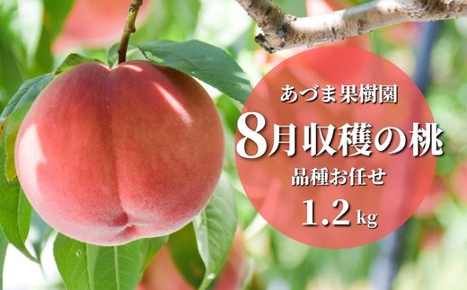 No.2328もも 8月収穫の桃 約1.2kg[2024年発送]