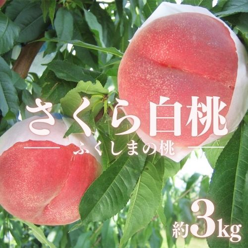 【ふるさと納税】No.2515 もも 特秀「さくら白桃」約3kg【2025年発送】