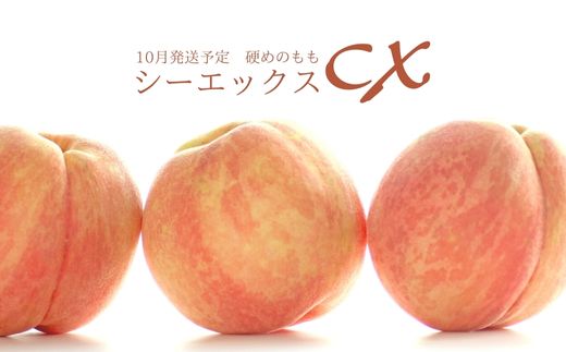 【ふるさと納税】No.2580希少品種CX/シ−エックス 約3kg【2025年発送】