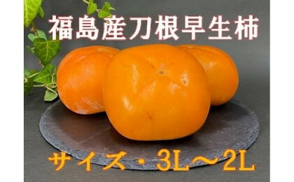 No.2582株式会社円和 青果部 刀根早生柿（種ナシ）約7kg【2023年発送】