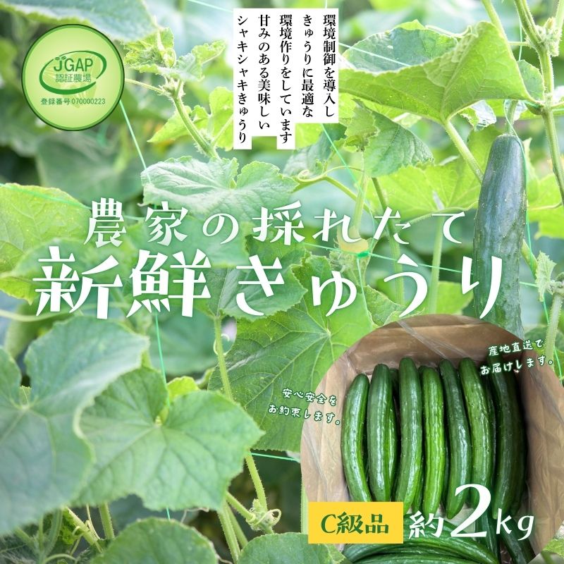 【ふるさと納税】No.2975 JGAP農家の採れたて新鮮きゅうり 約2kg C級品