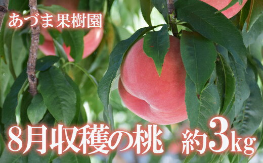 【ふるさと納税】No.1760もも　8月収穫の桃　品種お任せ　約3kg【2024年発送】