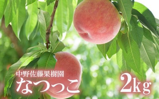 【ふるさと納税】No.2213 もも「なつっこ」約2kg【2025年発送】