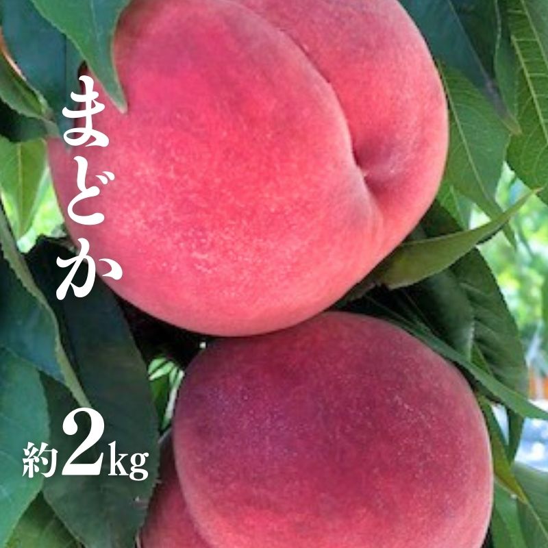 【ふるさと納税】No.2876 朝採り直送!福島の桃「まどか」約2kg【2025年発送】