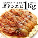 【ふるさと納税】超特大ボタンエビ1kg　お刺身OK！獲れ...