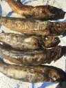 【ふるさと納税】常磐産目光15尾