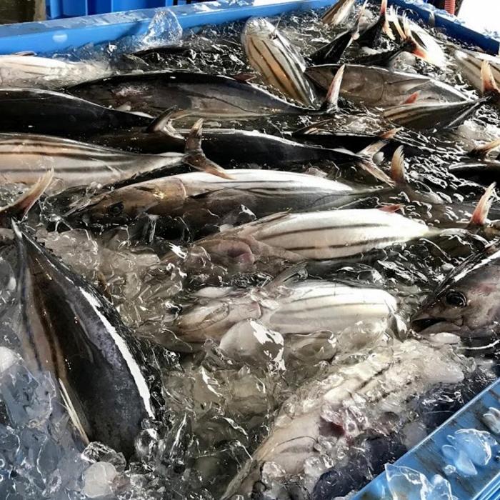 【ふるさと納税】常磐もの かつおメンチ 16個 ｜ さかな メンチ お弁当 レンチン ｜ 福島県 いわき市 大川魚店 CK005