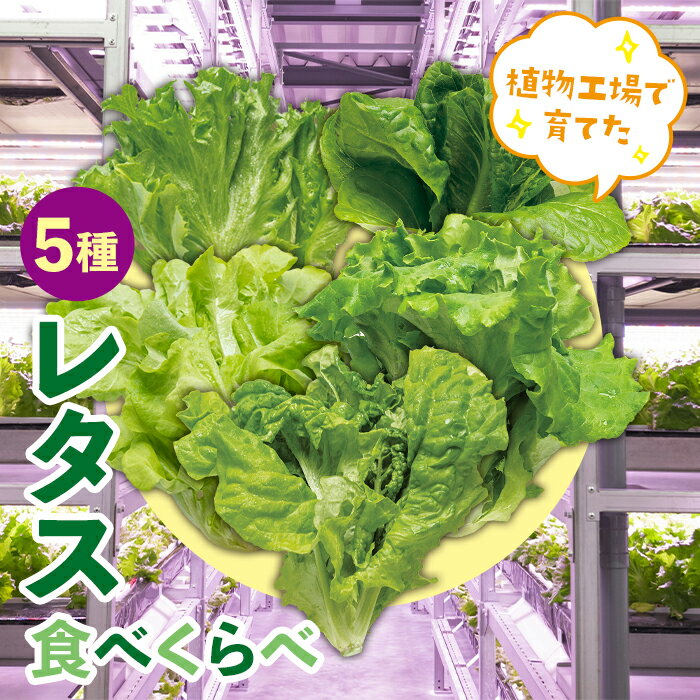 4位! 口コミ数「2件」評価「5」植物工場で育てた5種のレタス食べくらべセット 10パック F23R-784