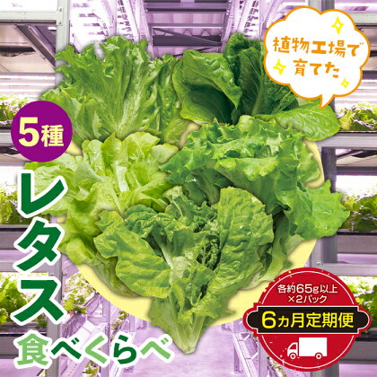 定期便 6ヶ月連続 植物工場で育てた5種のレタス食べくらべセット 10パック F23R-786