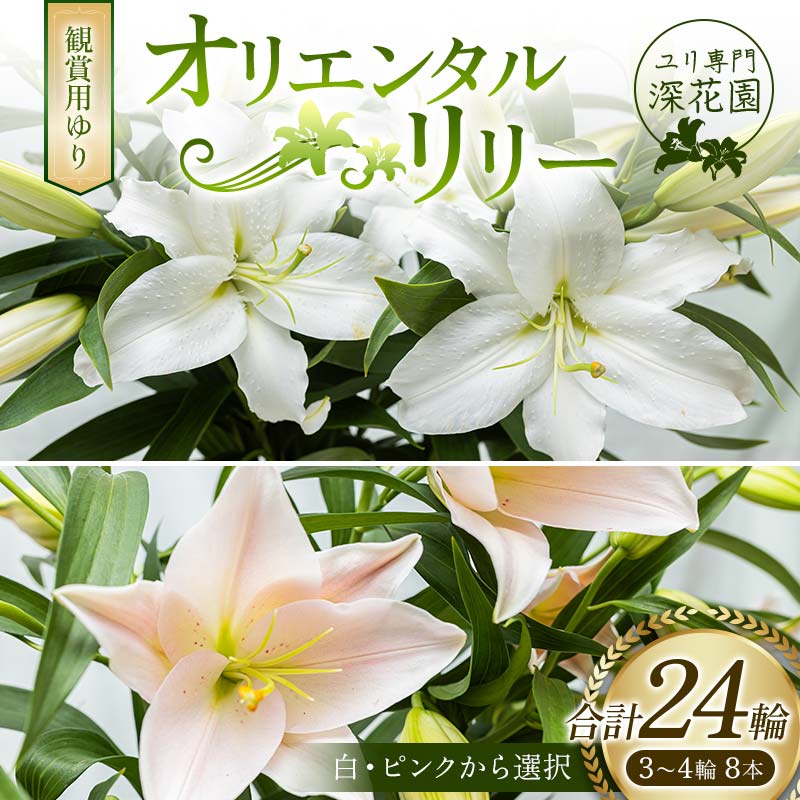 【ふるさと納税】ユリ専門＜深花園＞観賞用ゆり オリエンタルリリー 3～4輪8本 F23R-500