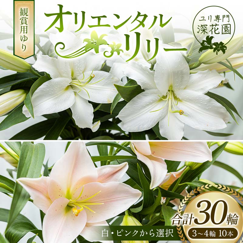 14位! 口コミ数「0件」評価「0」ユリ専門＜深花園＞観賞用ゆり オリエンタルリリー 3～4輪10本 F23R-503