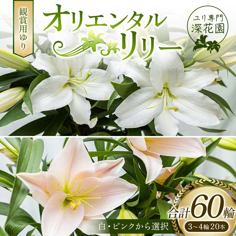 【ふるさと納税】ユリ専門＜深花園＞観賞用ゆり オリエンタルリリー 3～4輪20本 F23R-506