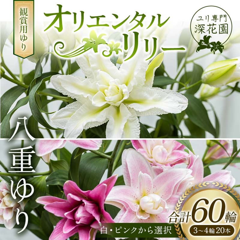 【ふるさと納税】ユリ専門＜深花園＞観賞用ゆり オリエンタルリリー 八重ゆり 3～4輪20本 F23R-518