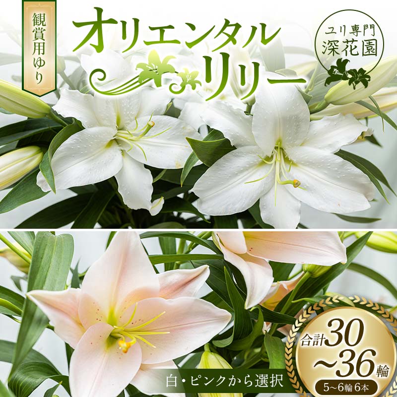 返礼品詳細 内容 観賞用ゆり 5~6輪 6本（合計30~36輪） 発送時期 2週間以内に発送※常温でお届けいたします 提供事業者 深花園 ※注意事項 ※画像はイメージです。 ・ふるさと納税よくある質問はこちら ・寄付申込みのキャンセル、返礼品の変更・返品はできません。あらかじめご了承ください。【ふるさと納税】ユリ専門＜深花園＞観賞用ゆり オリエンタルリリー 5〜6輪 6本 ユリ専門＜深花園＞観賞用ゆり オリエンタルリリー 5〜6輪 6本 オリエンタルリリーは、優美な色彩とよく整った大輪の香り高い花です。 日本を原産とするヤマユリやカノコユリなどの、森林のユリを交配して作られた品種群を指します。 深花園では、白の品種として、主に「プレミアムブロンド」「シベリア」を栽培しています。 また、ピンクの品種として、主に「オバダ」「ベンドーム」など、淡いピンクの品種を栽培しています。 秀品の特徴として、 1.葉が青々として艶がある。 2.茎がしっかりして太く、見ためが元気。 3.蕾がふくよかで、1本あたりの着輪数が5輪以上。 が挙げられます。 ※お花の数は保証します。 ※花持ち：7〜20日程度でございます。 ※ユリを長持ちさせるには、「水切りをする」「雄しべの先を取る」「水を交換する」「下葉をとる」「涼しい場所に置く」等がポイントです。 ※まれに、花が開いた状態で届く場合もございますので、ご了承ください。 ※お花の梱包には万全を期しておりますが、輸送中に花折れ等の可能性もあります。予めご了承ください。 ※また、お届けした返礼品の返品はお断りいたします。 【ユリを長く楽しむために】 〜3つのポイント〜 ・活ける前に「水切り」 水の中で茎を斜めに切ります。水中で切るのは、切り口に空気が入らないようにするためで、斜めに切るのは吸水面を大きくとるためです。 ・飾る場所を選ぶ 直射日光のあたらない風通しの良い涼しい場所に飾りましょう。 ・世話は毎日 水は毎日取りかえましょう。 また、切り戻し（切り口を1cmくらい切る）をすると、なお効果的です。 ※花粉が衣服についたら こすると、花粉の粒が破裂し駅が繊維に染み込み色が落ちにくくなるので、ガムテープなどで軽くたたくように取ってあげると、跡が残りにくくなります。 【深花園について】 深花園は、福島県の最南端白河市に位置し、西に那須山系をのぞみ、東北自動車道による関東方面への高速交通網に恵まれた地域に立地している。 深花園では、昭和43年頃から切り花生産を始め、数多くの品目を手がけた後、昭和55年からユリ栽培を導入した。その後は、ユリを基幹品目とし、平成3年からはオリエンタル系ユリの専作経営に取り組んできた。 福島県には他にオリエンタルリリー生産農家がなく、個選、個販を行っている。冷凍、冷蔵可能なトラックを自家保有しており、関東、東北方面の市場へ低温輸送で出荷している。 周年栽培を行うことにより、出荷量は年間300万本程度で推移している。個選での出荷数としては、全国トップレベルの取扱数量となっている。 栽培しているオリエンタルリリーの種類は、年間で約30種類。大輪のユリ（シングル）は、白、ピンク、黄色。バラのような八重咲きのユリは、白、ピンクを栽培している。 ユリの栽培を始めて30年、ほぼ365日ユリを切らない日はないと言ってもいいくらい、1年を通してユリの栽培・出荷を行っています。深花園で栽培・出荷しているユリはすべてオリエンタルリリーで、日本原産のユリを元に掛け合わされた品種群です。いつもでも色々な種類のユリをご提供できるように、115棟ほどのハウスで約30品種を栽培。毎年新しい品種が出てくるので、試験栽培をしながら新しい品種も取り入れています。 深花園で人気があるのは「ベンドーム」という品種で、日本人好みのピンク色と小ぶりな花、無花粉で扱いやすいのが特徴です。その他に白の「シベリア」や「プレミアムブロンド」も人気がある品種で、華やかな八重の品種は若い方にもおすすめです。 気候や温度変化の影響を受けやすくデリケートなので、品質管理がとても大変で一番気を使うところです。30年の看板を持つ「深花園」として、形など品質や基準を保つために日々ユリと向き合いながら育成しています。 ユリは切り花の中でも毎日お手入れをすれば、とても長持ちする花です。色や形が違った様々なユリを取り扱っていますので、季節ごとにお好みのユリをお楽しみください。