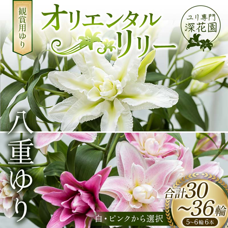 【ふるさと納税】ユリ専門＜深花園＞観賞用ゆり オリエンタルリリー 八重ゆり 5～6輪 6本 F23R-533