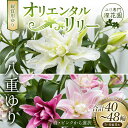 【ふるさと納税】ユリ専門＜深花園＞観賞用ゆり オリエンタルリリー 八重ゆり 5~6輪 8本 F23R-536