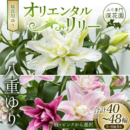 ユリ専門＜深花園＞観賞用ゆり オリエンタルリリー 八重ゆり 5~6輪 8本 F23R-536