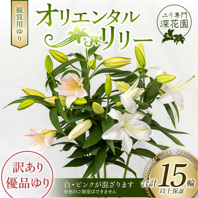 花・観葉植物人気ランク1位　口コミ数「6件」評価「5」「【ふるさと納税】ユリ専門＜深花園＞観賞用ゆり オリエンタルリリー 訳あり優品ゆり 5~6輪 4本（20輪以上保証） F23R-545」