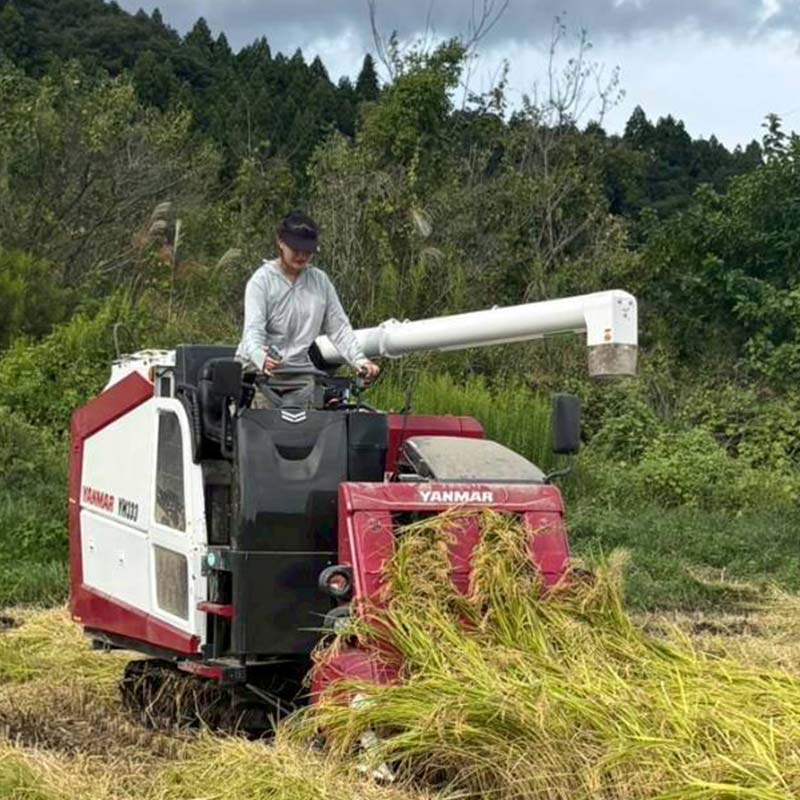【ふるさと納税】令和7年産米 白河表郷 こがねもち もち米 3kg 米 コメ ごはん ご飯 食品 F24R-202