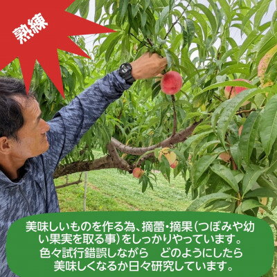 名称 桃 【有我果樹園】 品種色々 2kg 6～8玉 贈答用 保存方法 常温 発送時期 2024-07-21～2024-10-10 提供元 株式会社シンセイ 配達外のエリア 離島、沖縄県 お礼品の特徴 福島県須賀川市の【有我果樹園】から桃をお届けします。 18種類の品種から、その時に一番良いものを入れます。 はつひめ・あかつき・川中島・黄金桃・ゆうぞら・玉うさぎ・さくら・西王母・桃水・CX等。 その時期によって何種類かのミックス入れになります。 取れる種類がない期間は1種類の時もあります。 (※品種はおまかせになりますのでご了承ください。) 福島の甘くて美味しいももはいかがでしょうか? こちらは全ての品種、硬めの桃となっております。 肥料から剪定・摘蕾から色々こだわって「おいしいもの」を作ることに情熱を注ぐ農家さんです。 硬い桃が好きな人は、福島の桃をぜひご賞味下さい! ■お礼品の内容について ・桃[2kg 6～8玉] 　　原産地:福島県須賀川市 　　賞味期限:出荷日+4日 ・ふるさと納税よくある質問はこちら ・寄附申込みのキャンセル、返礼品の変更・返品はできません。あらかじめご了承ください。このお礼品は以下の地域にはお届けできません。 ご注意ください。 離島、沖縄県