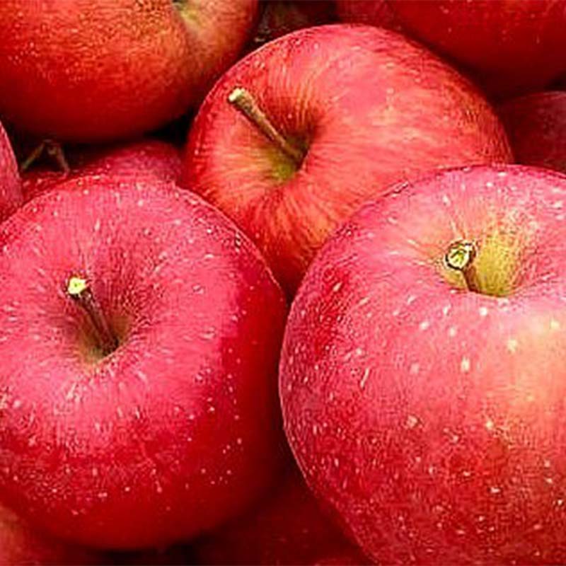 【ふるさと納税】福島県のリンゴ　サンふじ約5kg(14～20玉) F7X-0014