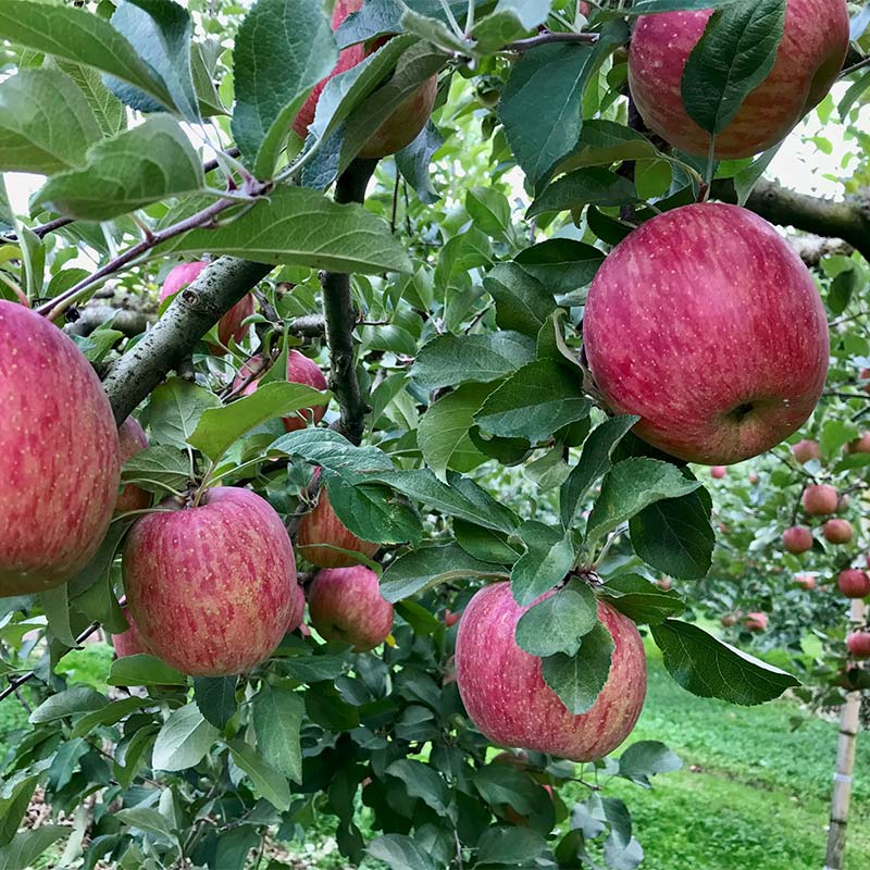 福島県須賀川市の【ふるさと納税】＜訳あり家庭用りんご＞福島県のリンゴ　サンふじ約10kg(32～46玉) F7X-0015｜アングル3