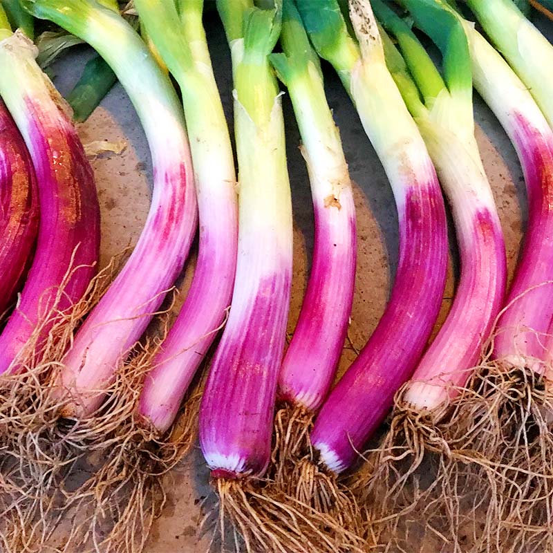 キャベツ　1玉