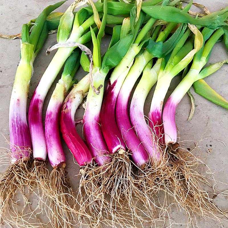 【ふるさと納税】明治から守る伝統野菜「曲がりネギ 赤」約3kg F7X-0074