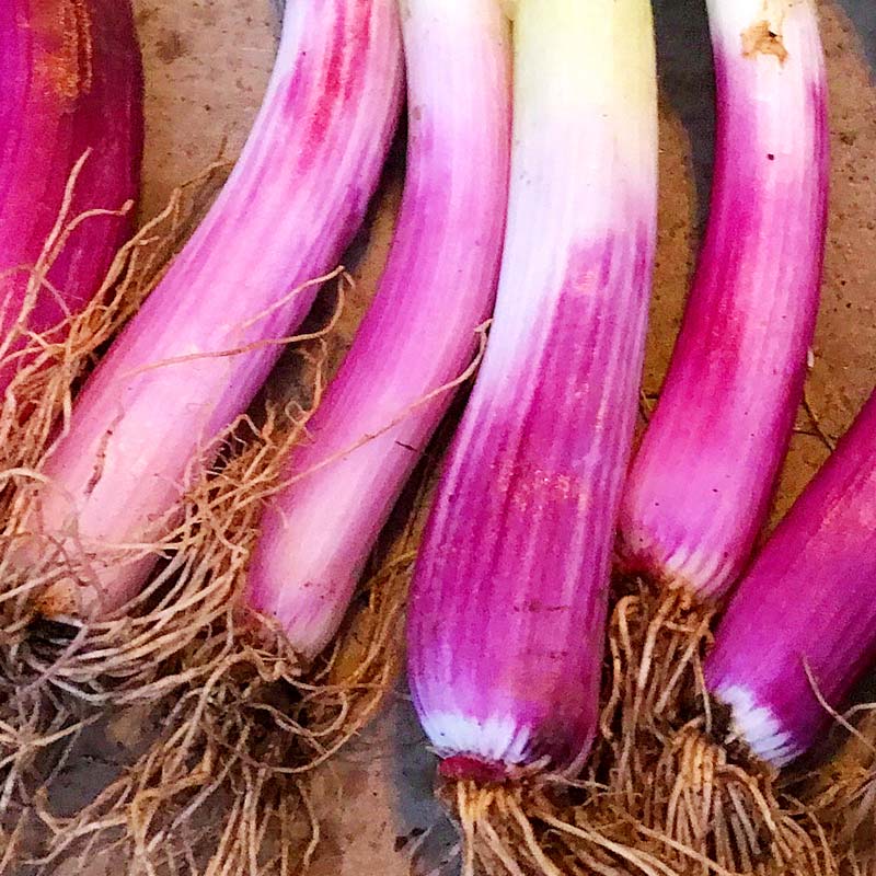 【ふるさと納税】明治から守る伝統野菜「曲がりネギ 赤」約3kg F7X-0074