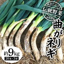 【ふるさと納税】明治から守る伝統野菜「曲がりネギ」約9kg F7X-0076