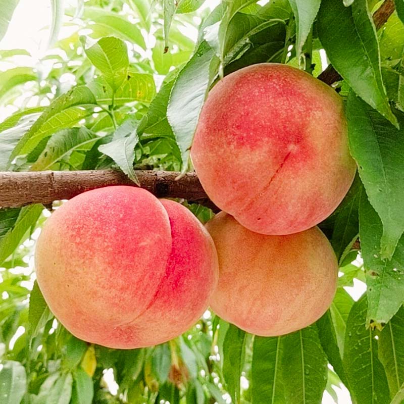 福島県須賀川市の画像2