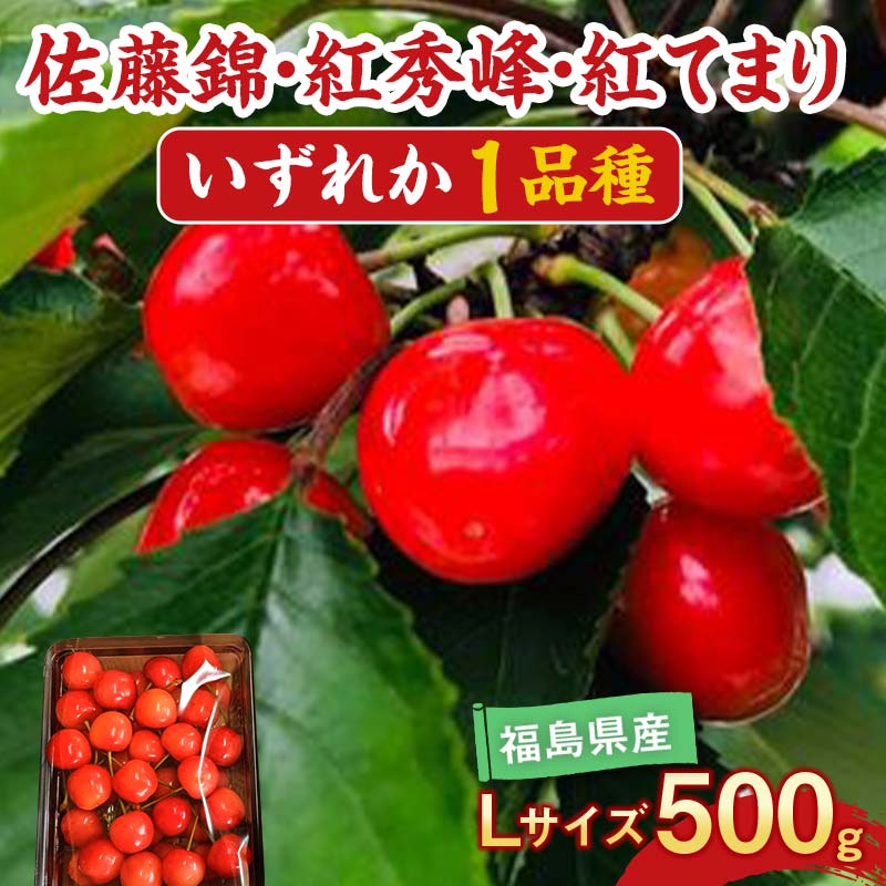 【ふるさと納税】【先行予約】さくらんぼ 佐藤錦 紅秀峰 紅てまり どれか1品種 500g Lサイズ ＜有我果樹園＞ F7X-0227