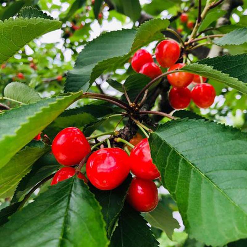 【ふるさと納税】【先行予約】さくらんぼ 佐藤錦 紅秀峰 紅てまりのどれか1品種 1kg 2Lサイズ 贈答用 ＜有我果樹園＞ F7X-0230