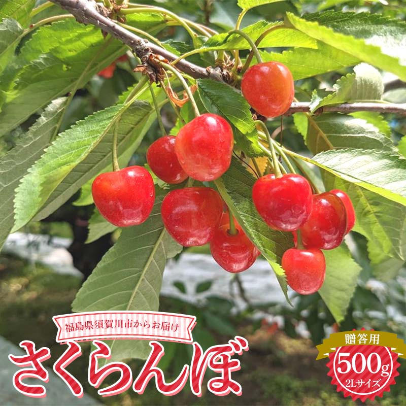 【ふるさと納税】【先行予約】さくらんぼ 佐藤錦 紅秀峰 紅てまり どれか1品種 500g 2L 贈答用 ＜有我果樹園＞ さくらんぼ サクランボ チェリー デザート フルーツ 果物 くだもの 果実 食品 F7X-0279
