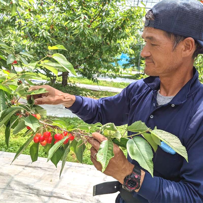 【ふるさと納税】【先行予約】さくらんぼ 佐藤錦 紅秀峰 紅てまり どれか1品種 500g 2L 贈答用 ＜有我果樹園＞ さくらんぼ サクランボ チェリー デザート フルーツ 果物 くだもの 果実 食品 F7X-0279